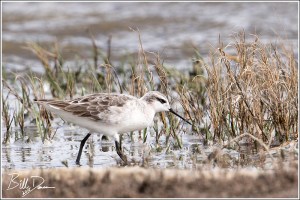 Red-necked Phalarope 