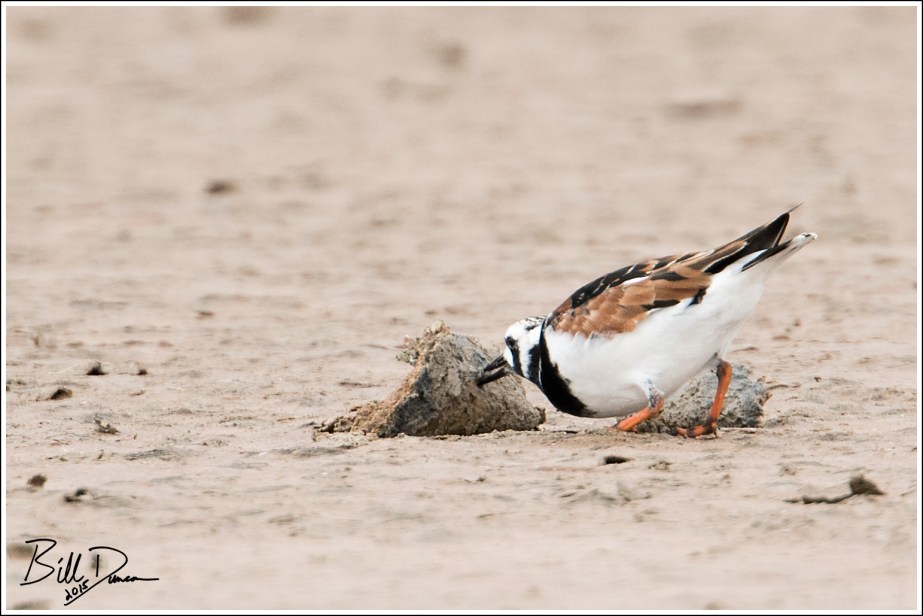 Ruddy Turnstone