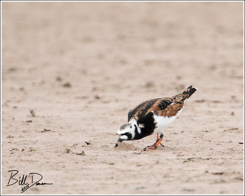 Ruddy Turnstone