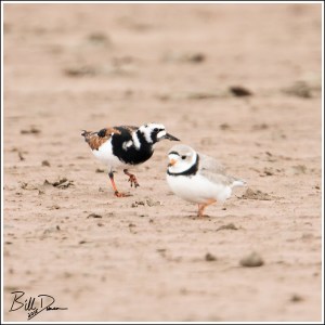 Ruddy Turnstone with Pipping Plover