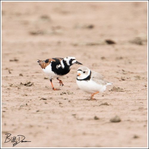 Ruddy Turnstone with Pipping Plover