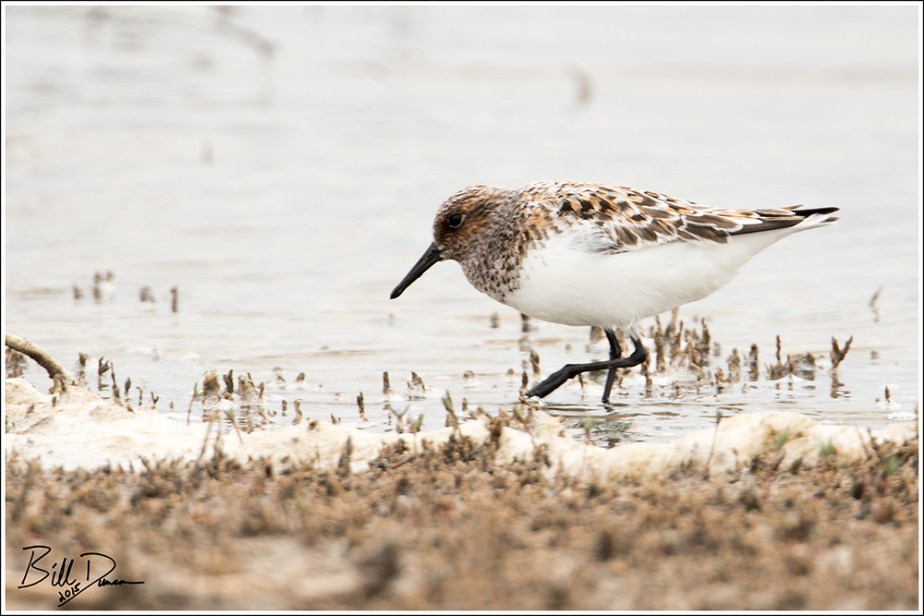 Sanderling Breeding