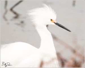 Snowy Egret