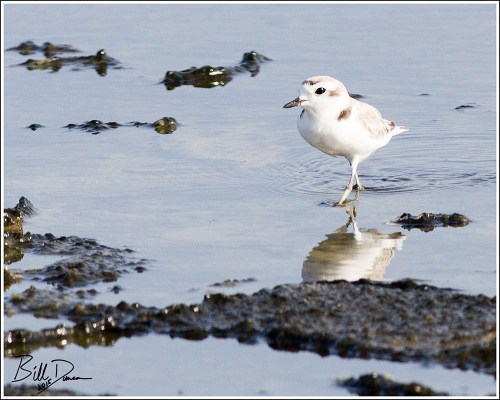 Snowy Plover