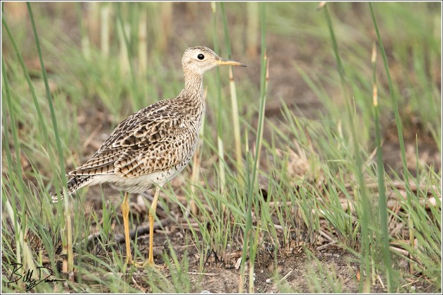 Upland Sandpiper