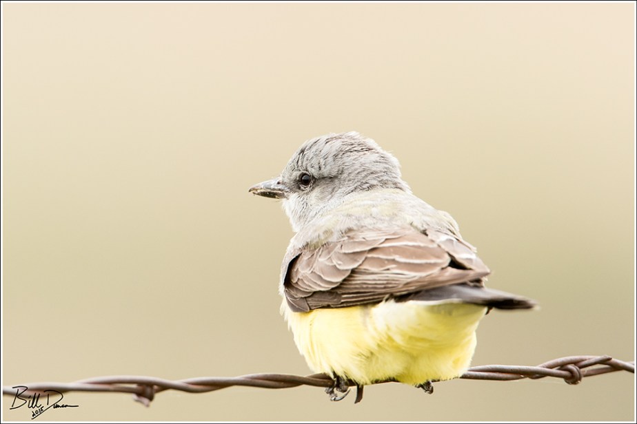 Western Kingbird 