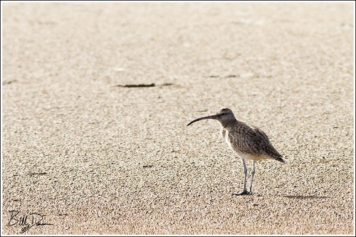 Whimbrel