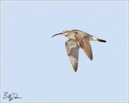 Whimbrel