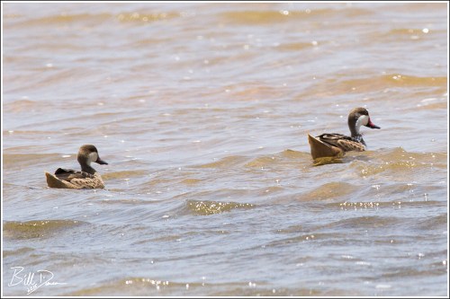 White-cheeked Pintail