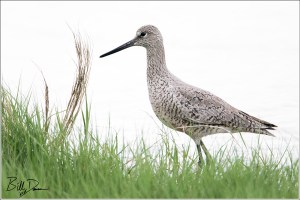 Willet