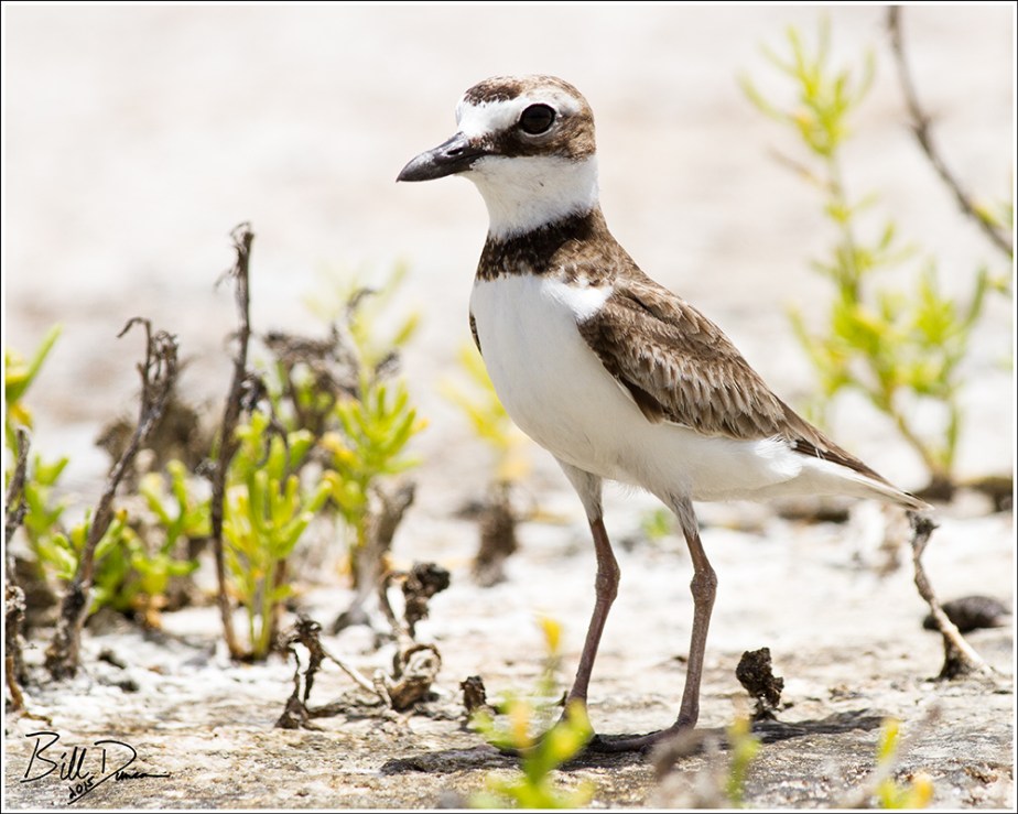 Wilson's Plover