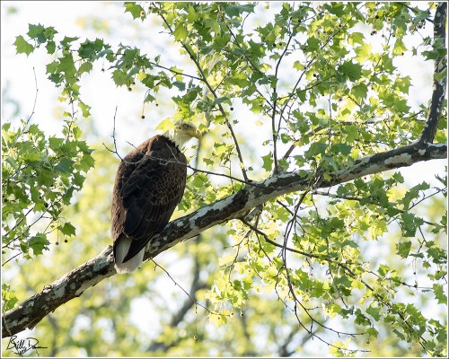 Bald Eagle