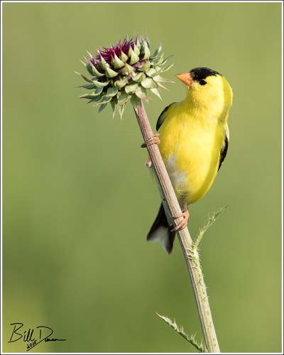 American Goldfinch