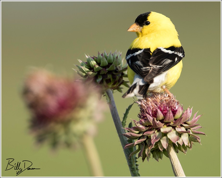 American Goldfinch