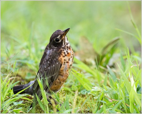 American Robin