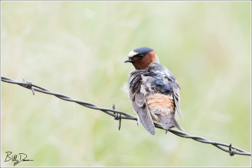 Cliff Swallow