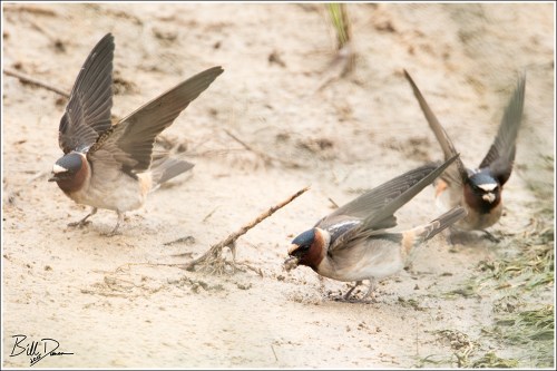 Cliff Swallow