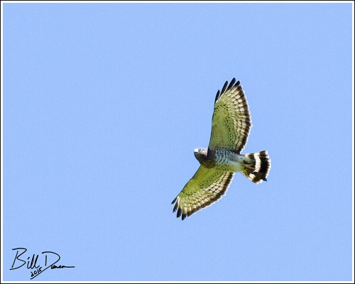 Broad-winged Hawk