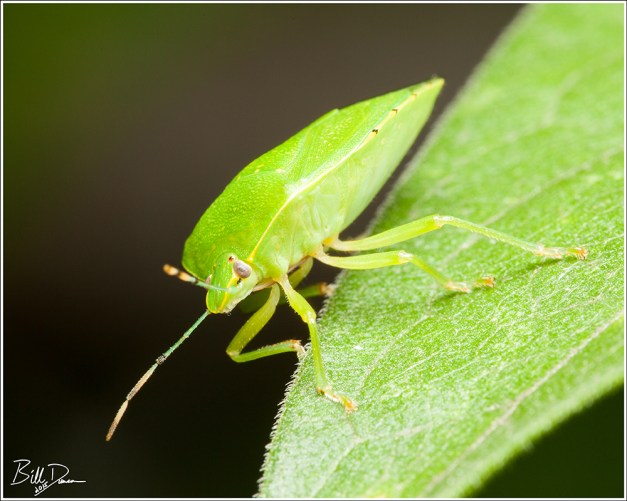 Green Stinkbug