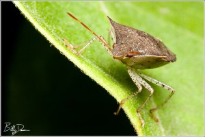 Brown Stinkbug