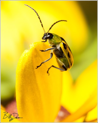 Spotted Cucumber Beetle
