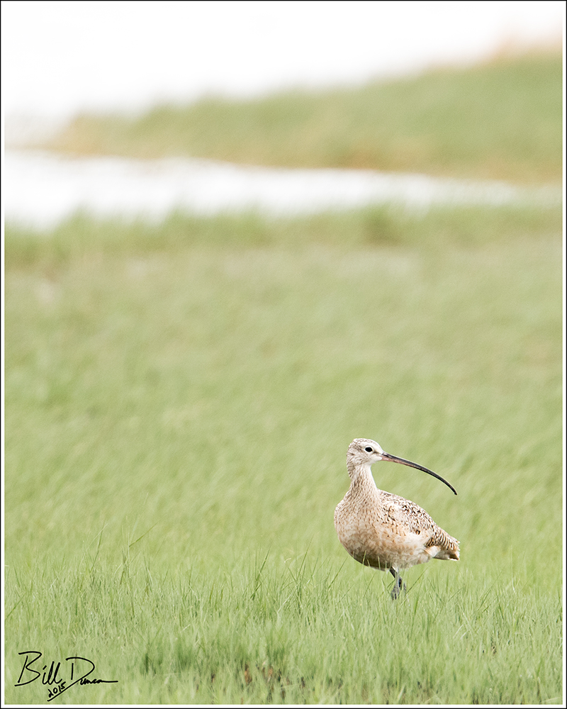 Long-billed Curlew