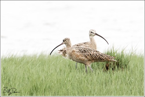 Long-billed Curlew