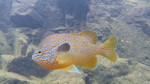 Long-eared Sunfish