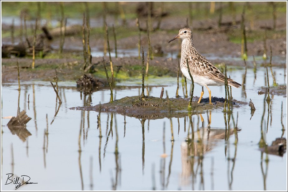 Pectoral Sandpiper