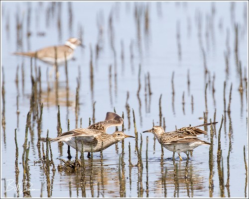 Pectoral Sandpipers