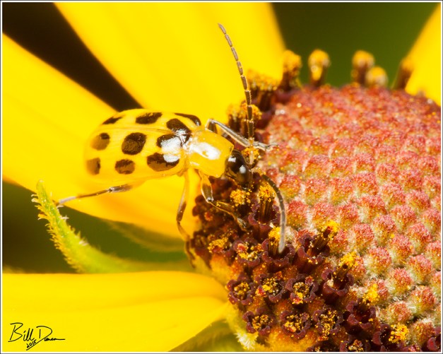 Spotted Cucumber Beetle