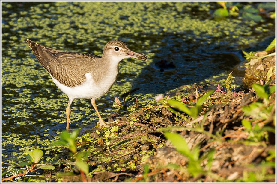 Spotted Sandpiper