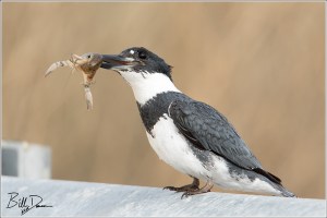 Belted Kingfisher
