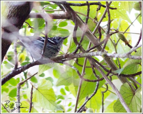 Elfin Woods Warbler