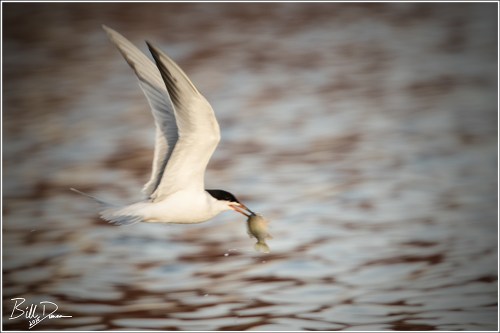 Forster's Tern