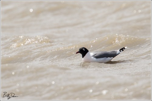 Franklin's Gull