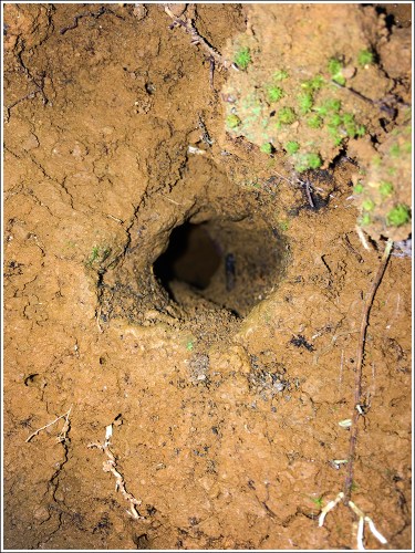 Puerto Rican Tody Nest Cavity