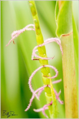 Gama Grass Stigma