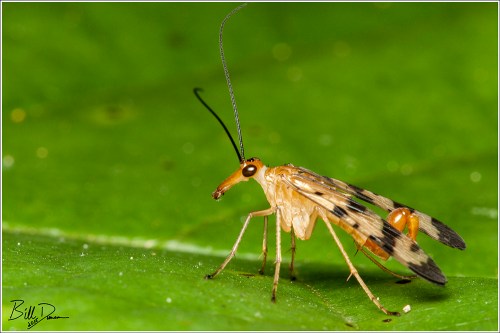 Scorpion Fly