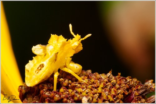 Ambush Bug
