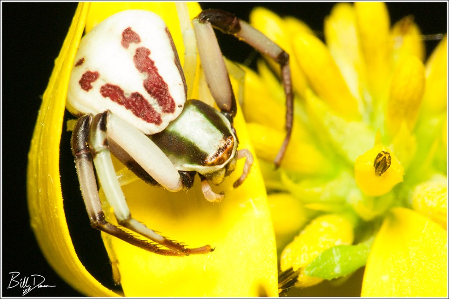 Crab Spider