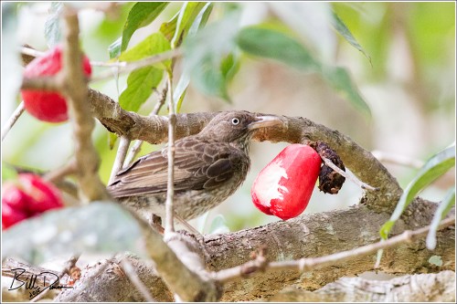 Pearly-eyed Thrasher