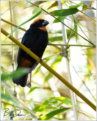 Puerto Rican Bullfinch