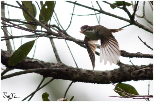Puerto Rican Tanager