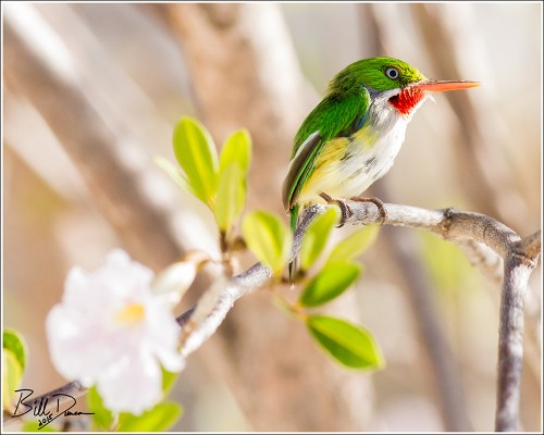 Puerto Rican Tody