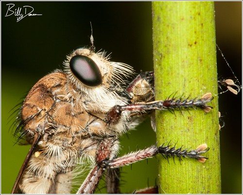 Robberfly