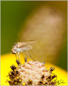 Geron Bee Fly