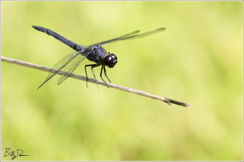 Slaty Skimmer Male