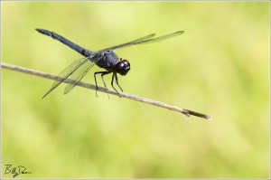 Slaty Skimmer Male