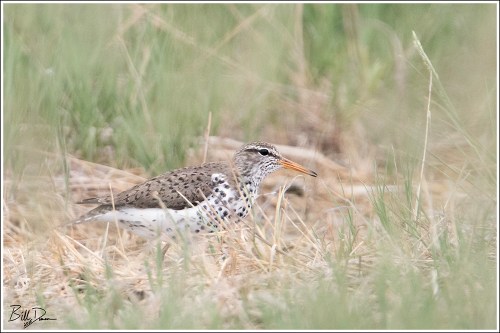 Spotted Sandpiper